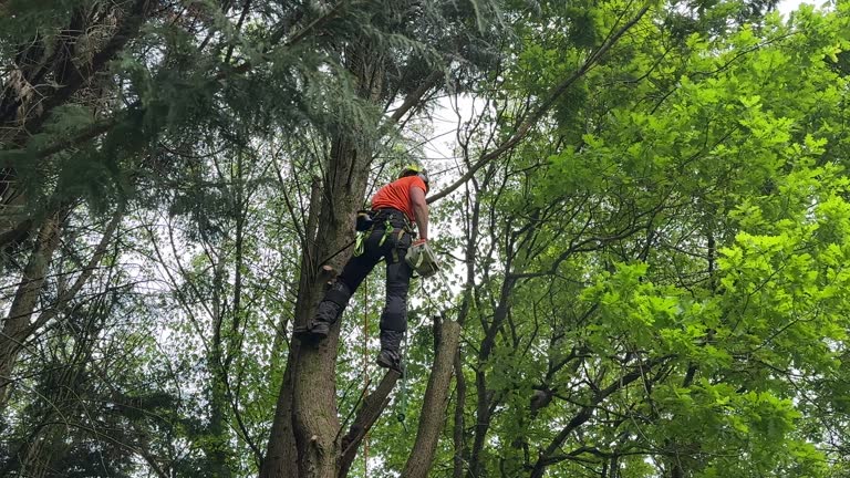 How Our Tree Care Process Works  in Hallstead, PA